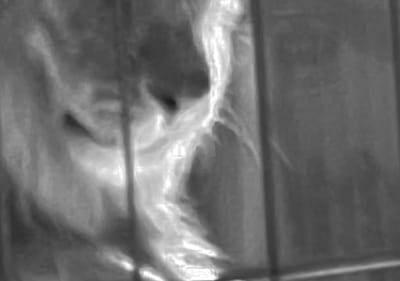 Markus zohner der weisse loewe