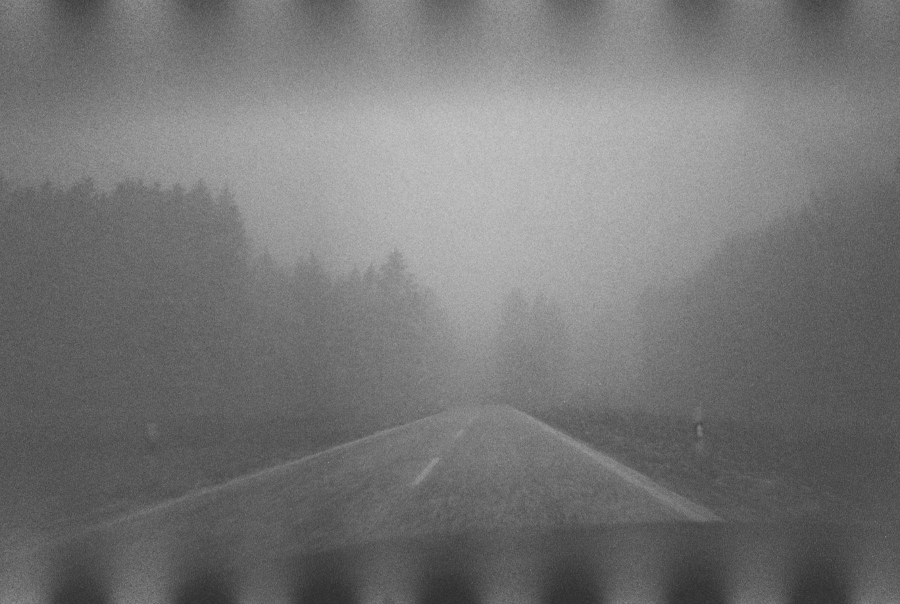 Aus: Sieben Pinien (Ein Verbarium) – Sette pini (Un verbario)