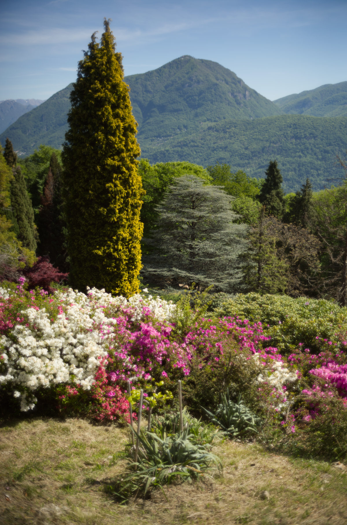 Azalee in fiore, cipressi e montagne nel Parco San Grato, Carona, primavera 2026